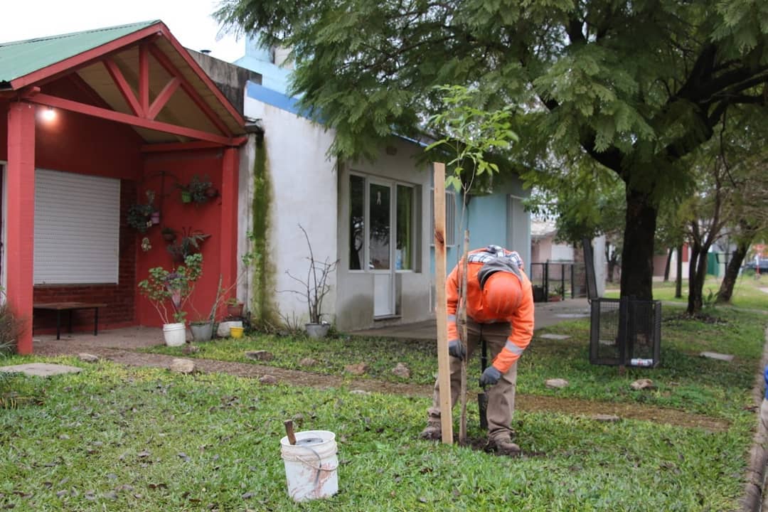 Se colocan nuevas especies de árboles en distintos puntos de la ciudad