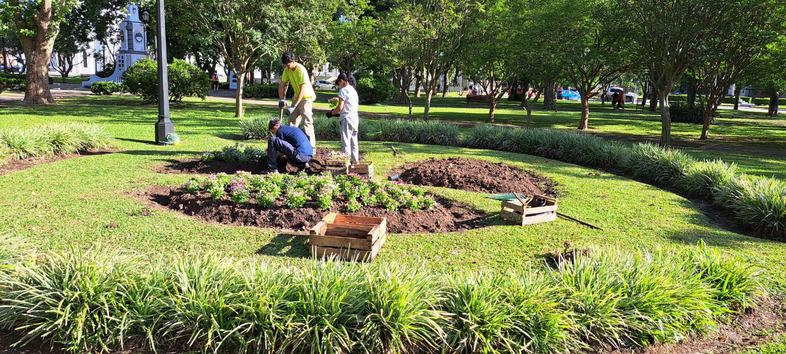 Reposición de plantines de flor en plazas y paseos
