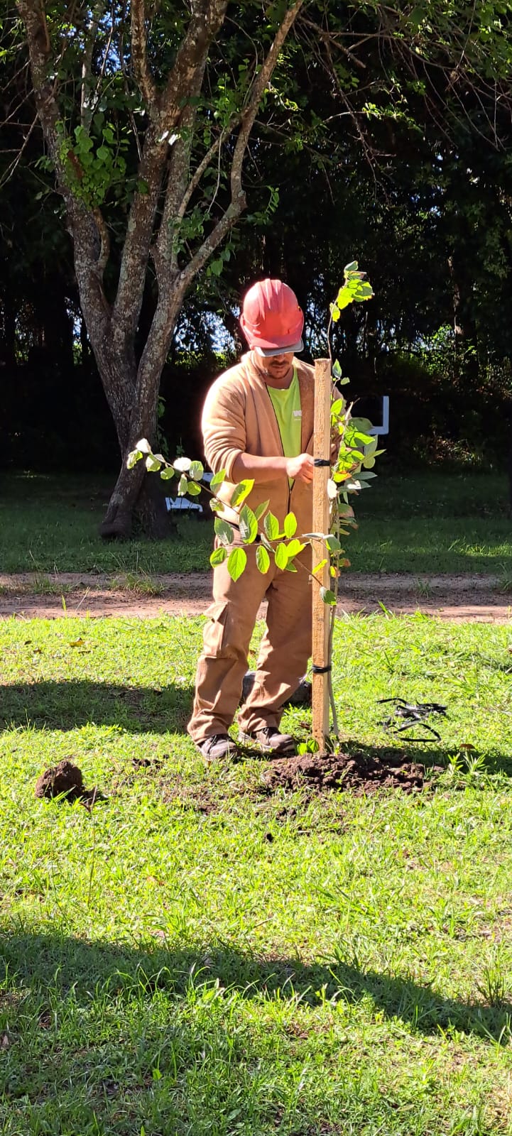 Crecen nuevos árboles nativos en el Balneario Rocha