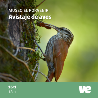 Jornadas de Observación de Aves en Enero