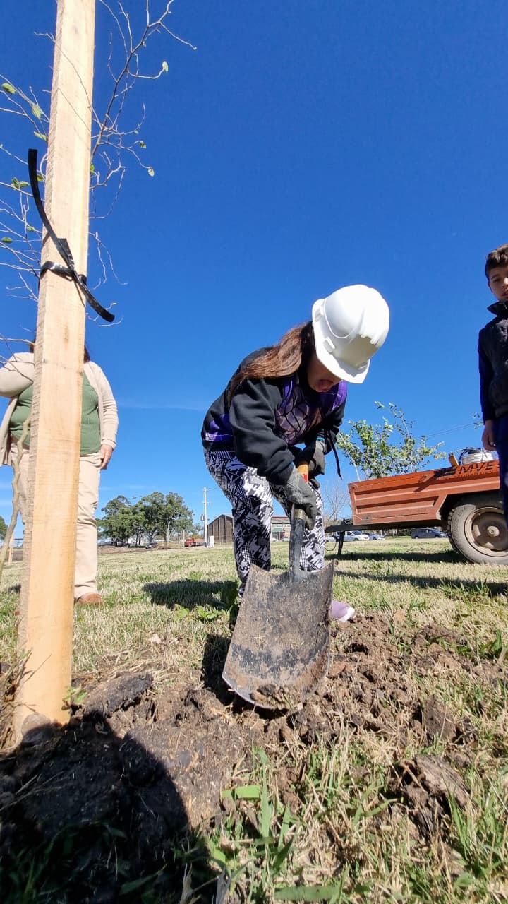 Avanza la plantación de los 135 árboles por los festejos de la ciudad