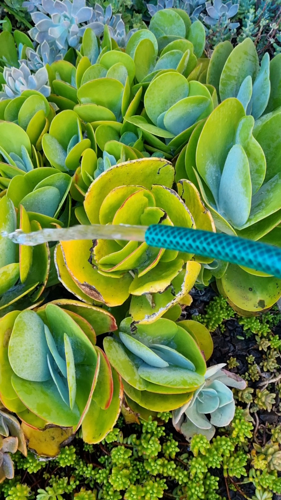 Se recuerdan los horarios de riego y lavado de veredas para el verano