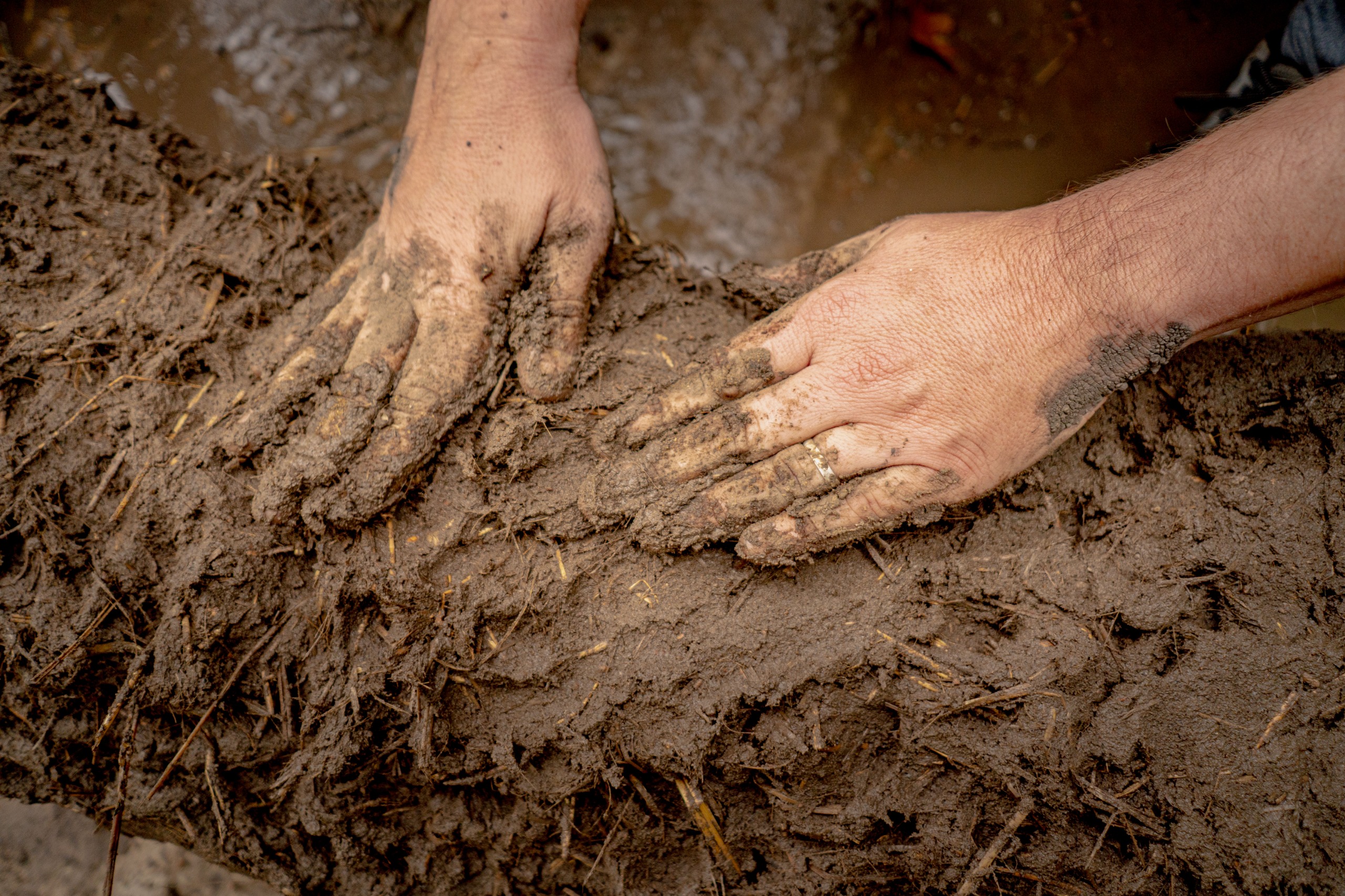 Comenzó la construcción del nido de hornero en el Museo