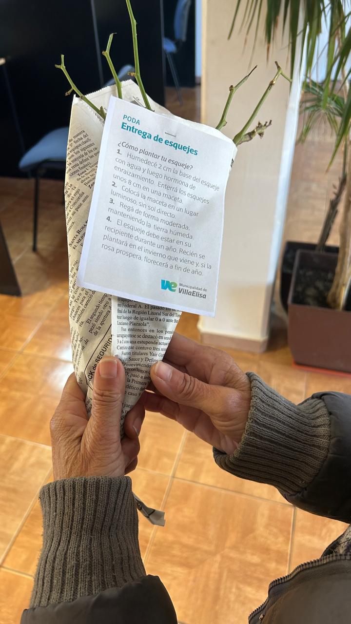 Continúa la entrega de esquejes de rosas para adultos mayores