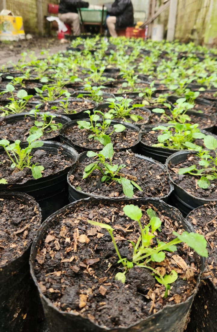 Se comenzaron a producir plantines en el vivero municipal