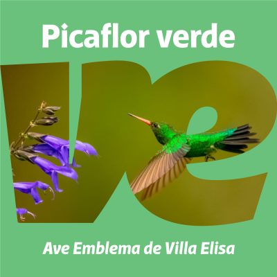 Picaflor verde, Ave Emblema de Villa Elisa