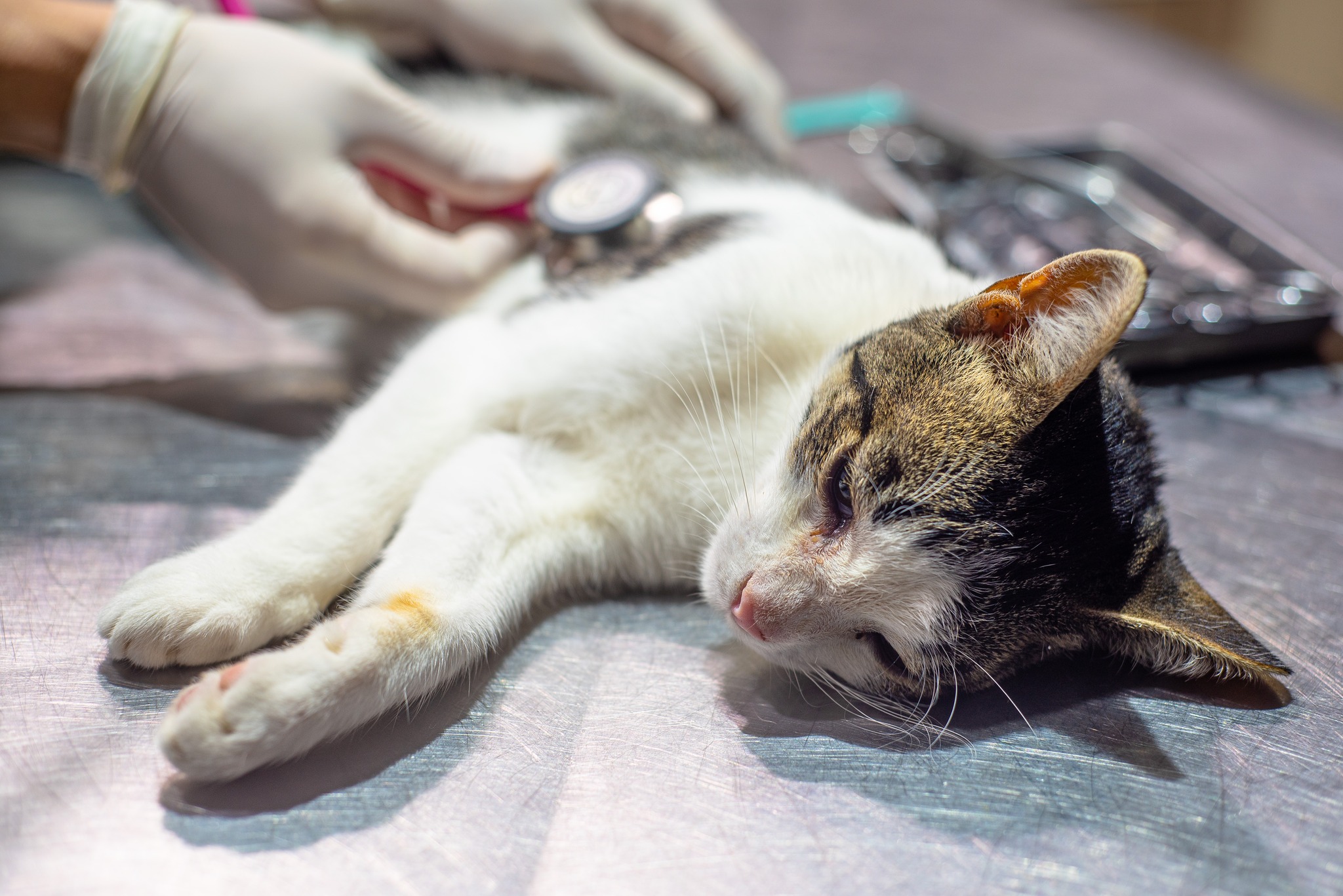 Siguen abiertas las inscripciones para las castraciones de perros y gatos