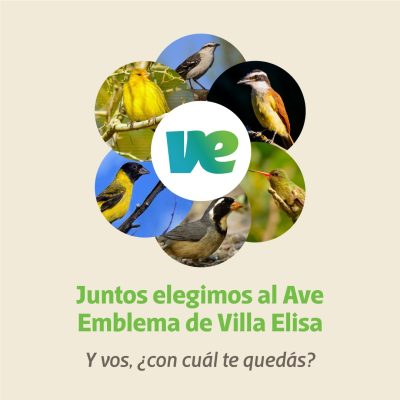 Con 12 especies como candidatas, empieza el camino para elegir el Ave Emblema de Villa Elisa