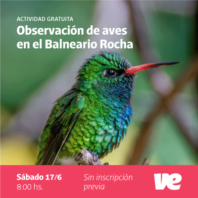 Observación de aves en el Balneario Rocha