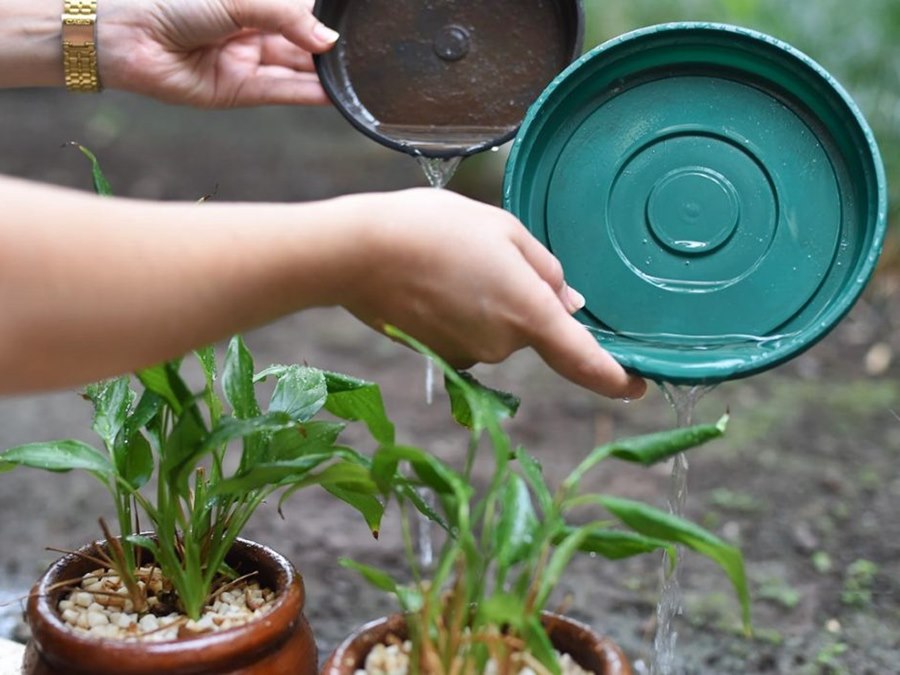 Con simples acciones en el hogar es posible prevenir el dengue